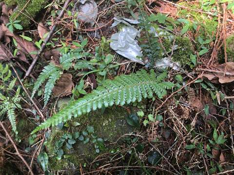 Imagem de Polystichum parvipinnulum Tag.