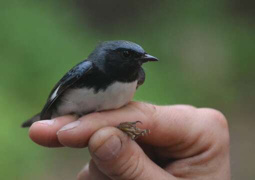 Image of Black-throated Blue Warbler