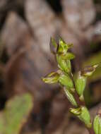 Imagem de Prasophyllum colensoi Hook. fil.