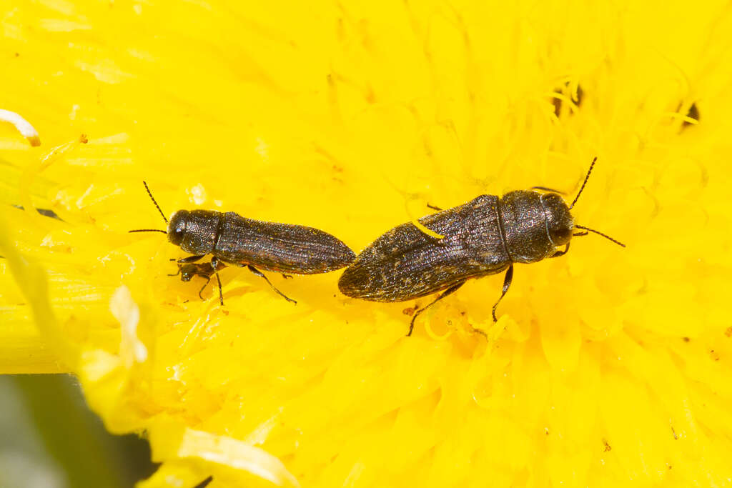 Image de Acmaeodera cisti Wollaston 1862