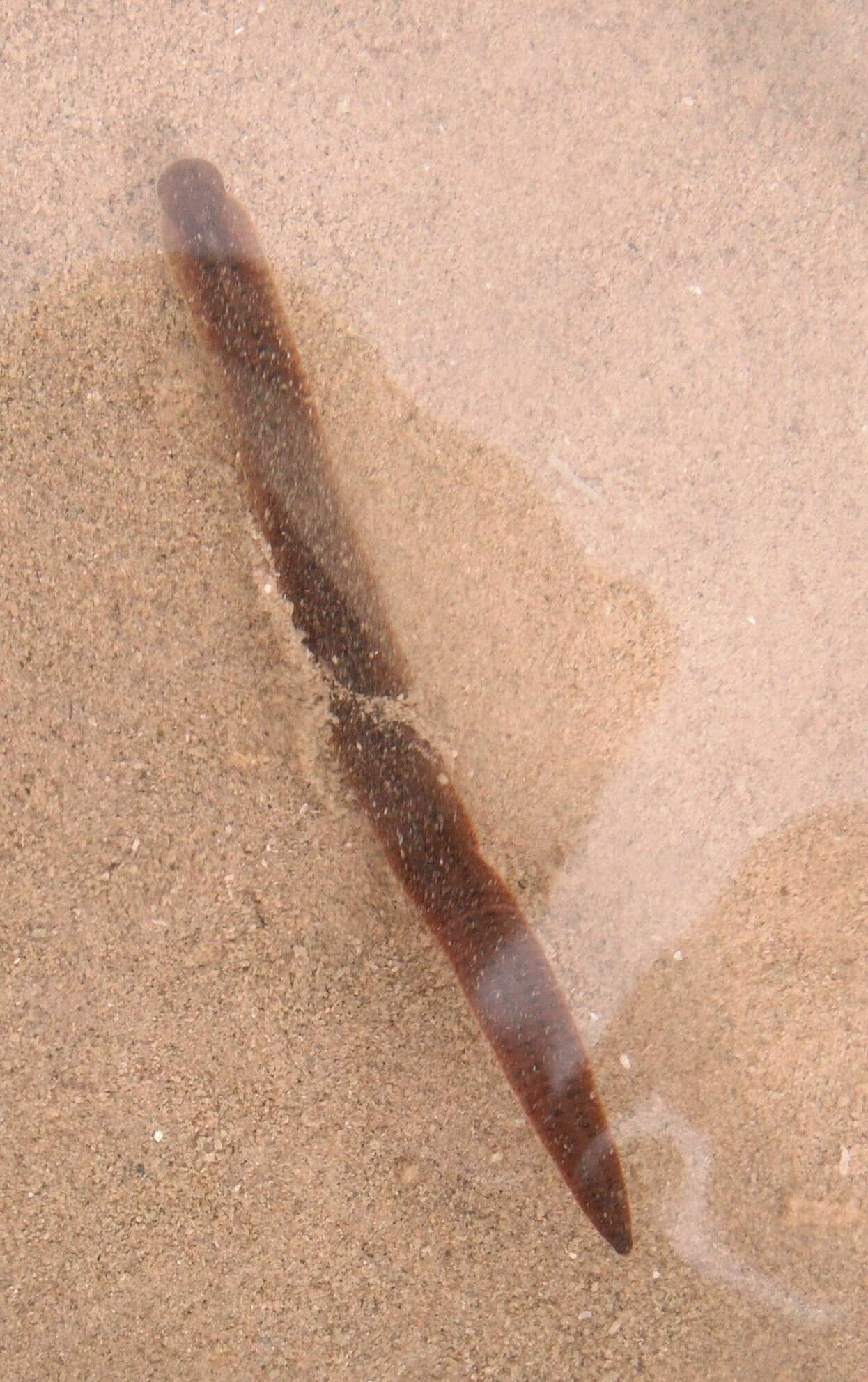 Image of Erpobdella punctata (Leidy 1870)
