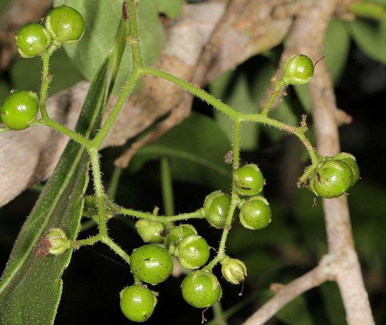 Image of Sandpaper bush