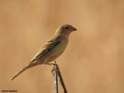 Image of Sudan Golden Sparrow