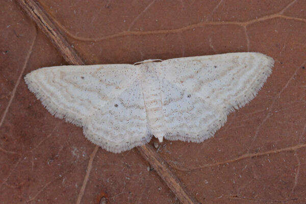 Image de Idaea elongaria Rambur 1833