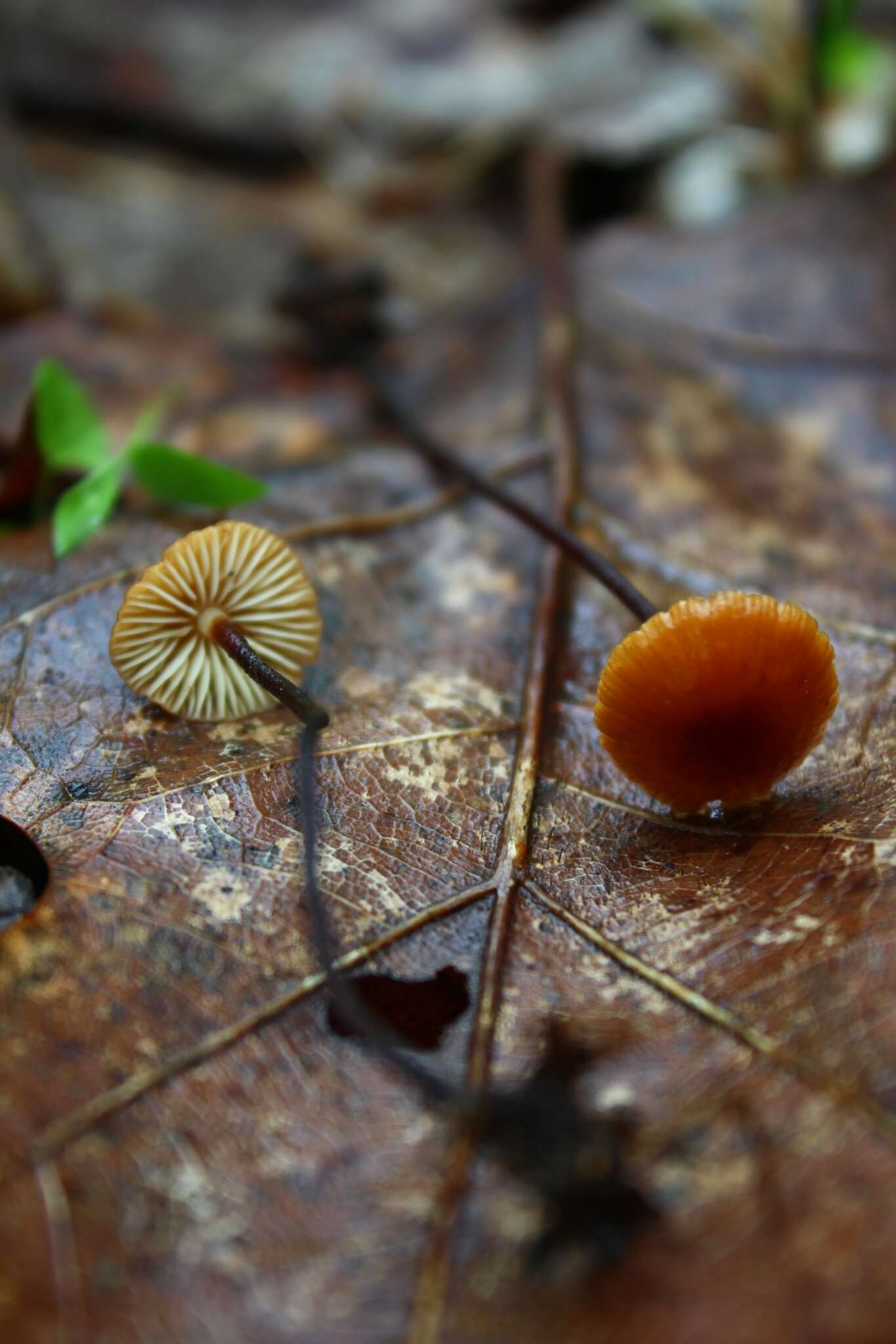 Image de Rhizomarasmius pyrrhocephalus (Berk.) R. H. Petersen 2000