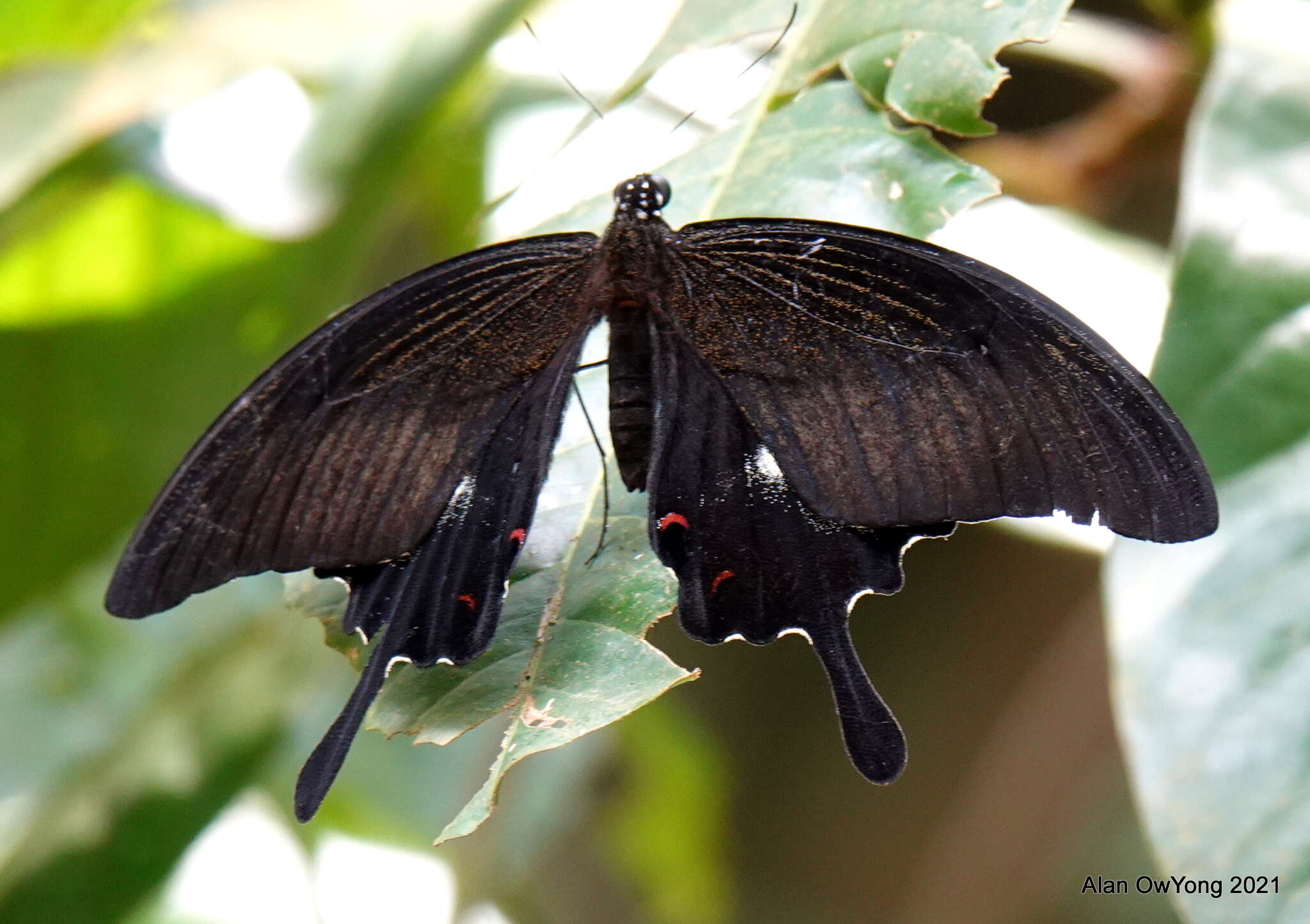 Sivun Papilio iswara White 1842 kuva