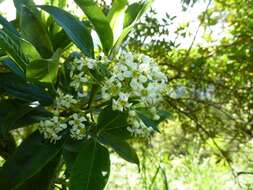 Image of Escallonia paniculata (Ruiz & Pav.) Roem. & Schult.