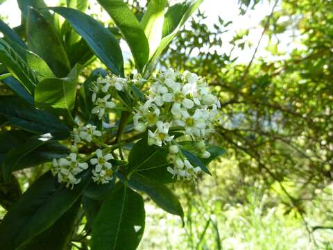 Image of Escallonia paniculata (Ruiz & Pav.) Roem. & Schult.