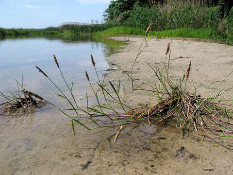 Image of marsh foxtail