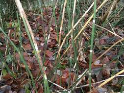 Image of Equisetum hyemale subsp. hyemale