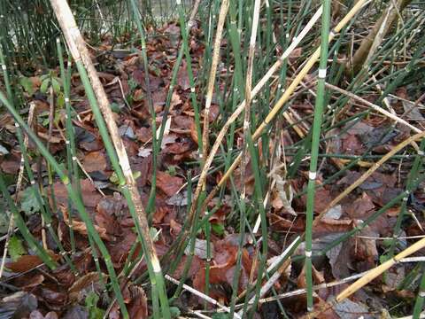 Image of Equisetum hyemale subsp. hyemale