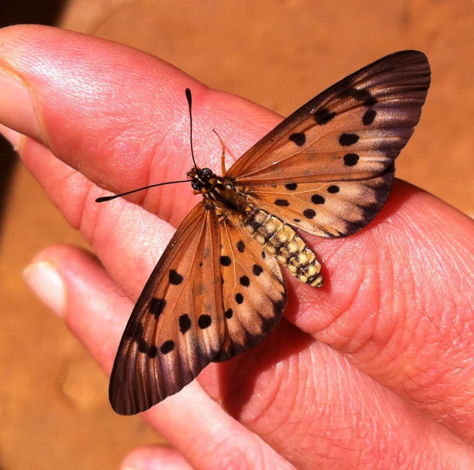 Image of Acraea zitja Boisduval 1833