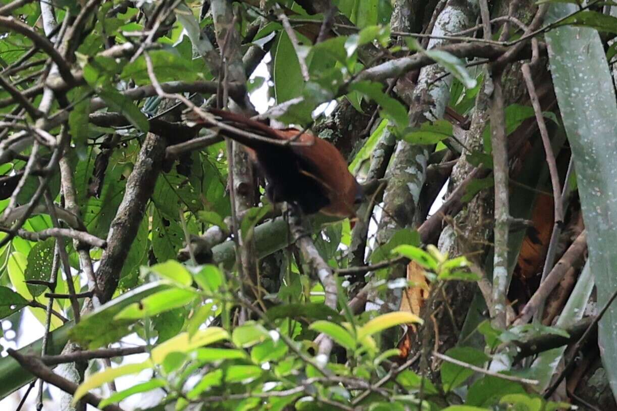 Image of Black-bellied Cuckoo