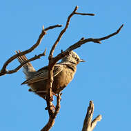 Image of Brown Songlark