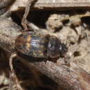 Image of Sap-feeding beetle