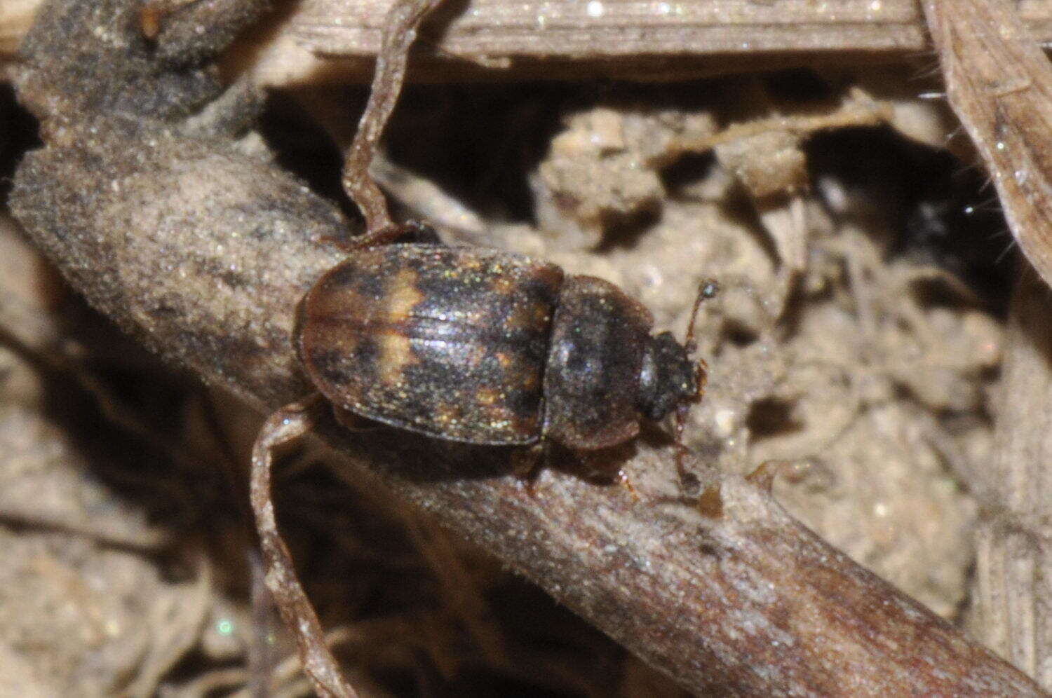 Image of Sap-feeding beetle