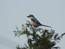 Image of Chinese Grey Shrike