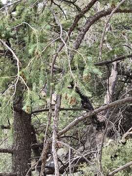 Pseudotsuga menziesii var. glauca (Beissn.) Franco的圖片