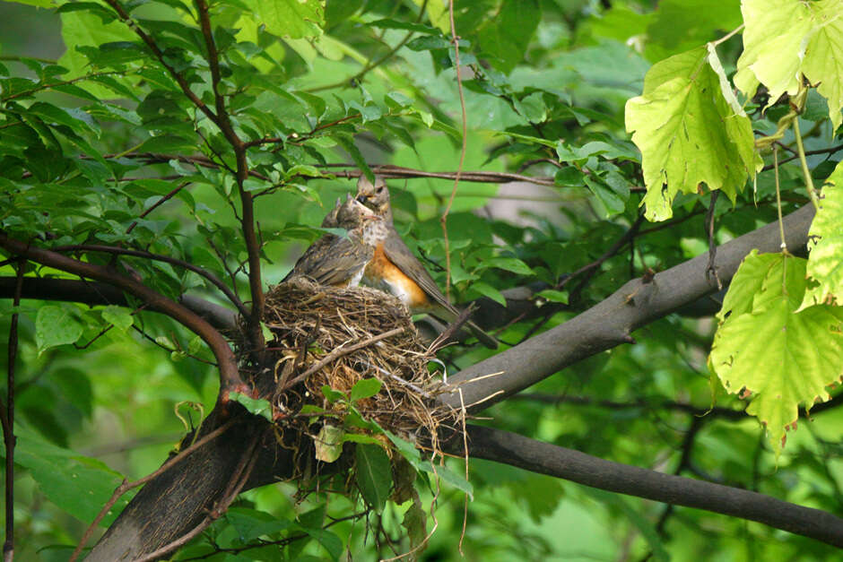 Imagem de Turdus hortulorum Sclater & PL 1863