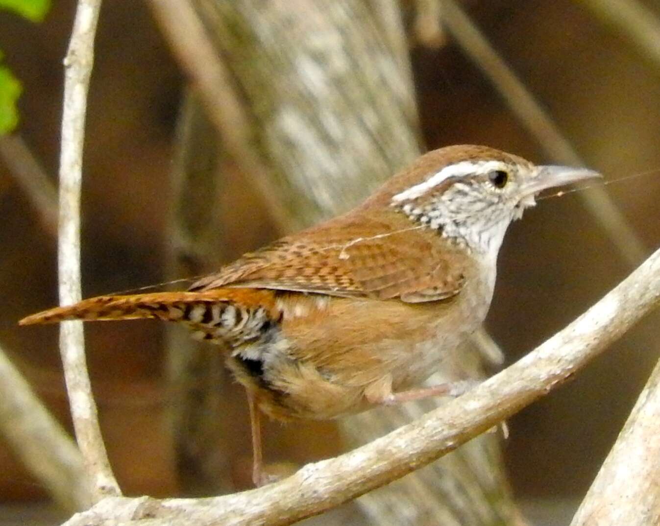 Image of Sinaloa Wren