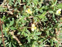 صورة Stylosanthes hamata (L.) Taub.