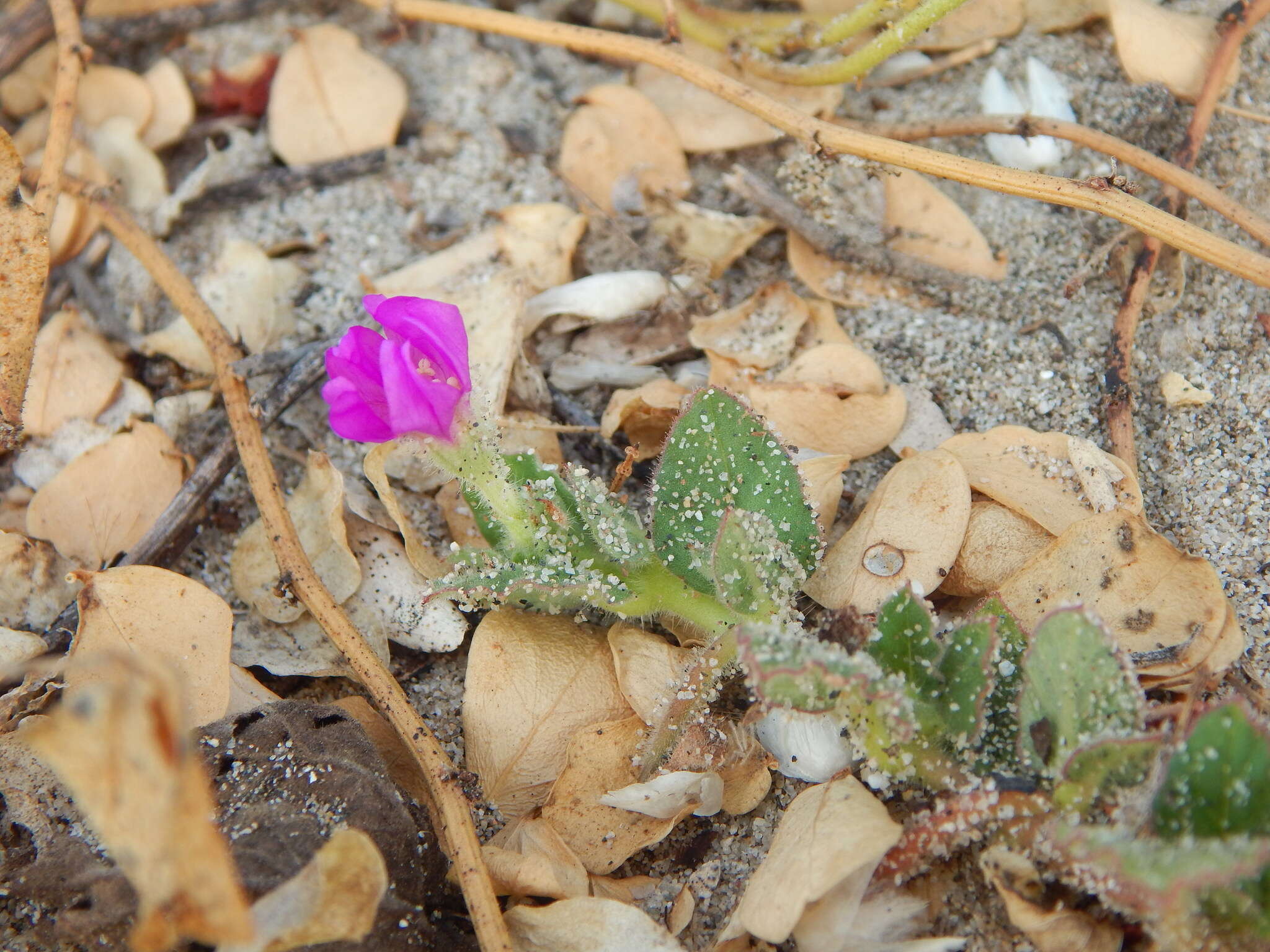 Image of Beach Peanut