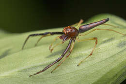 Image of Viciria pavesii Thorell 1877