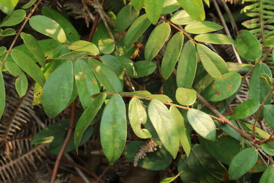 Image of Manotes griffoniana Baill.