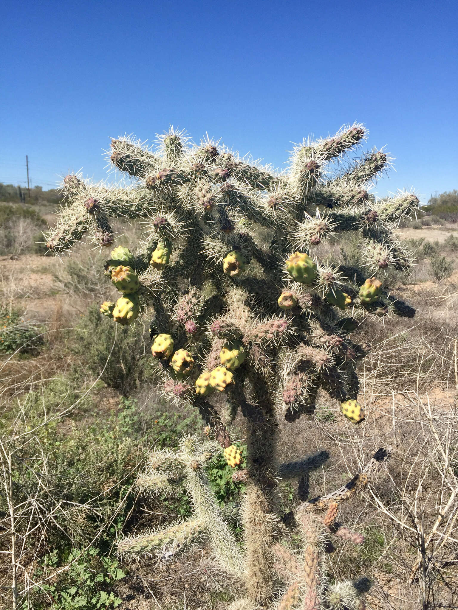 Image of Cylindropuntia imbricata subsp. spinosior