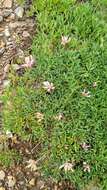 Image of Uinta Clover