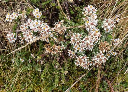 Plancia ëd Diplostephium barclayanum Cuatrec.