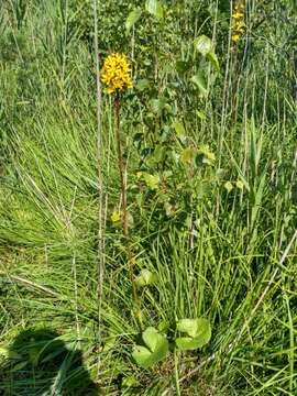 Image of Ligularia sibirica (L.) Cass.