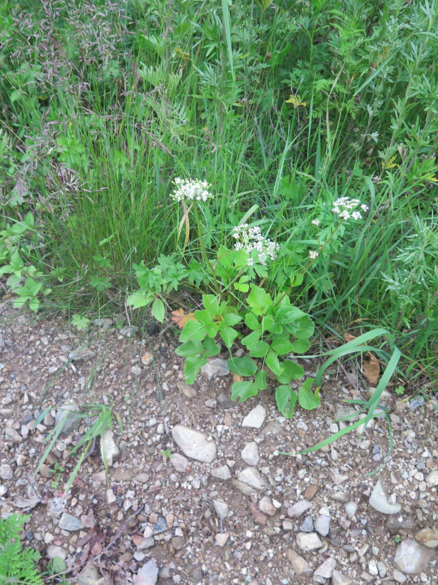 Image of Hulten's licorice-root