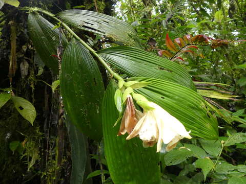 صورة Sobralia tamboana Dodson