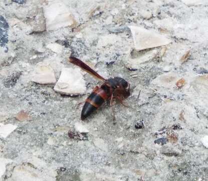 Image of Red-marked Pachodynerus