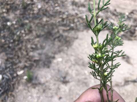 Image of Cyanothamnus occidentalis