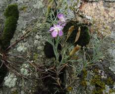 Dianthus hypanicus Andrz.的圖片