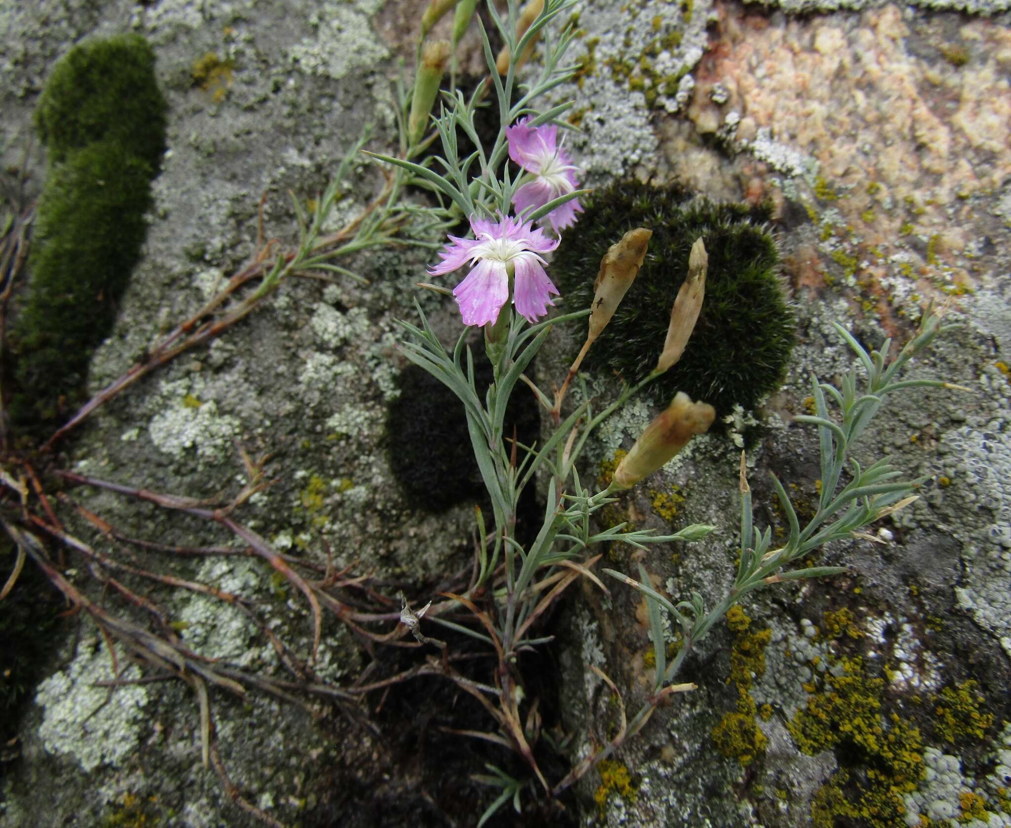 Dianthus hypanicus Andrz.的圖片