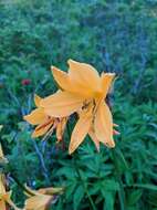 Image of Hemerocallis middendorffii var. esculenta (Koidz.) Ohwi