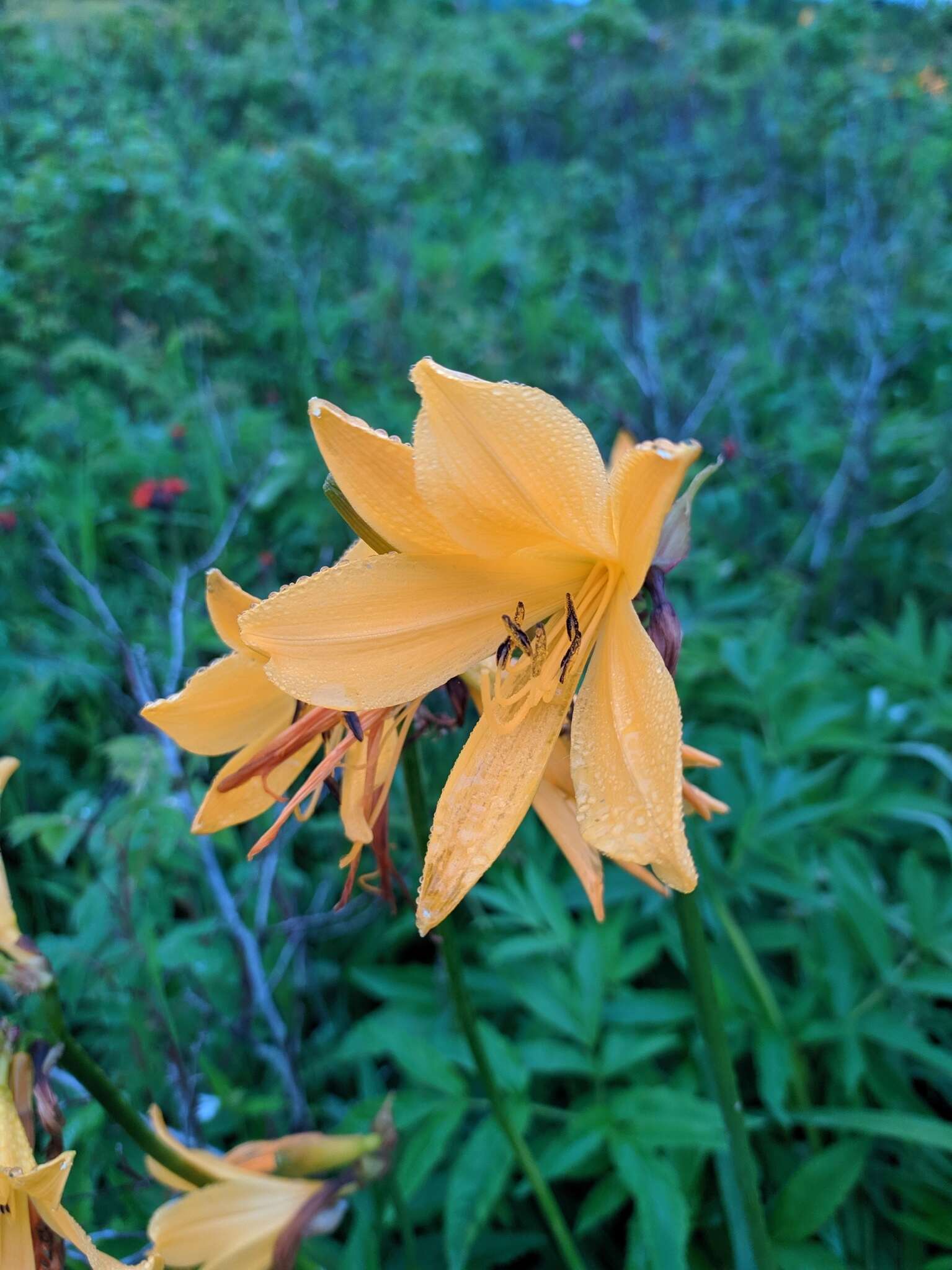 Image of Hemerocallis middendorffii var. esculenta (Koidz.) Ohwi