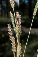 صورة Plantago linearis Kunth