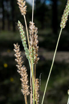 صورة Plantago linearis Kunth