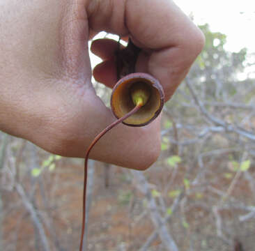 Image of Pseudobombax parvifolium Carv.-Sobr. & L. P. Queiroz