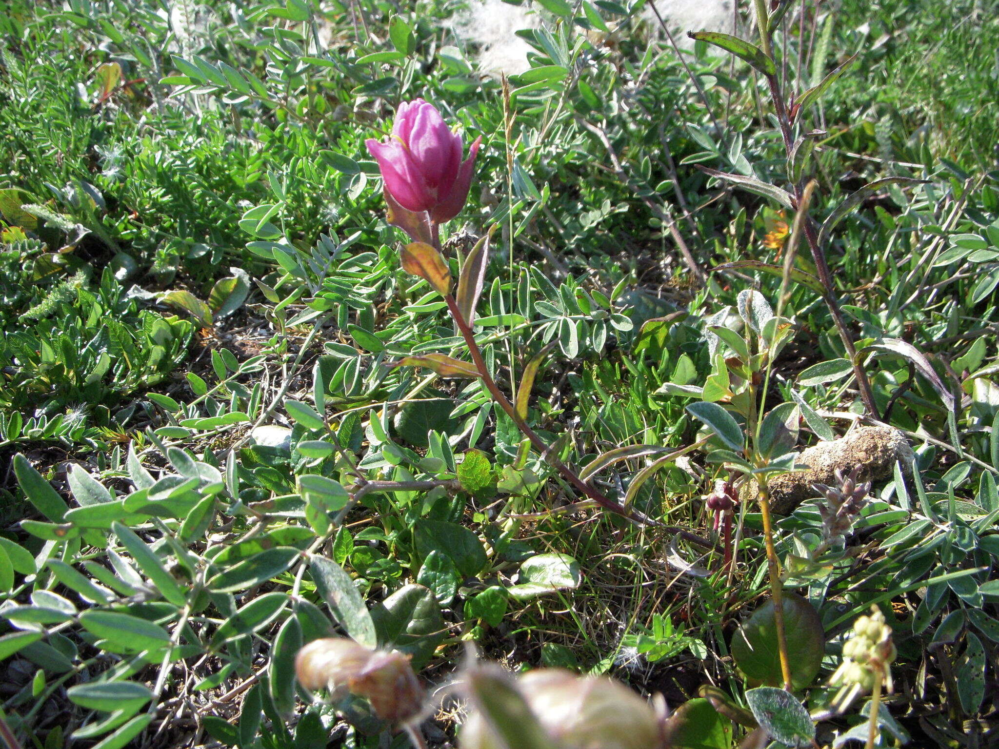 Image of Raup's Indian paintbrush