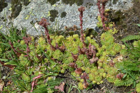 Image of Sempervivum montanum L.