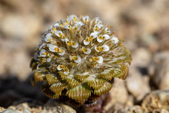 Image of Nassauvia lagascae (D. Don) F. Meigen