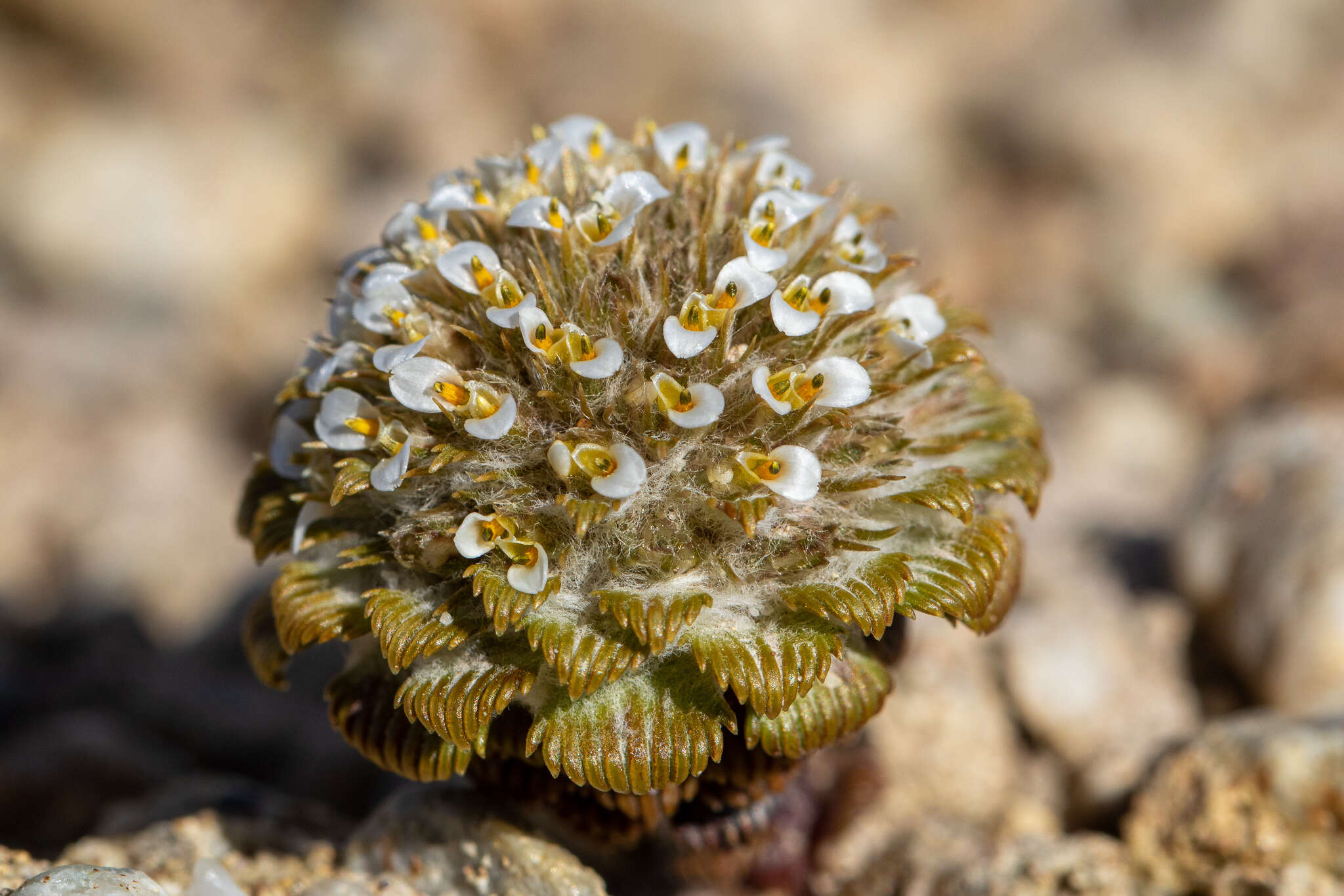 Nassauvia lagascae var. globosa Skottsb. resmi