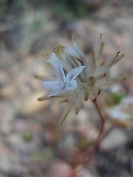 Ursinia anthemoides subsp. anthemoides resmi