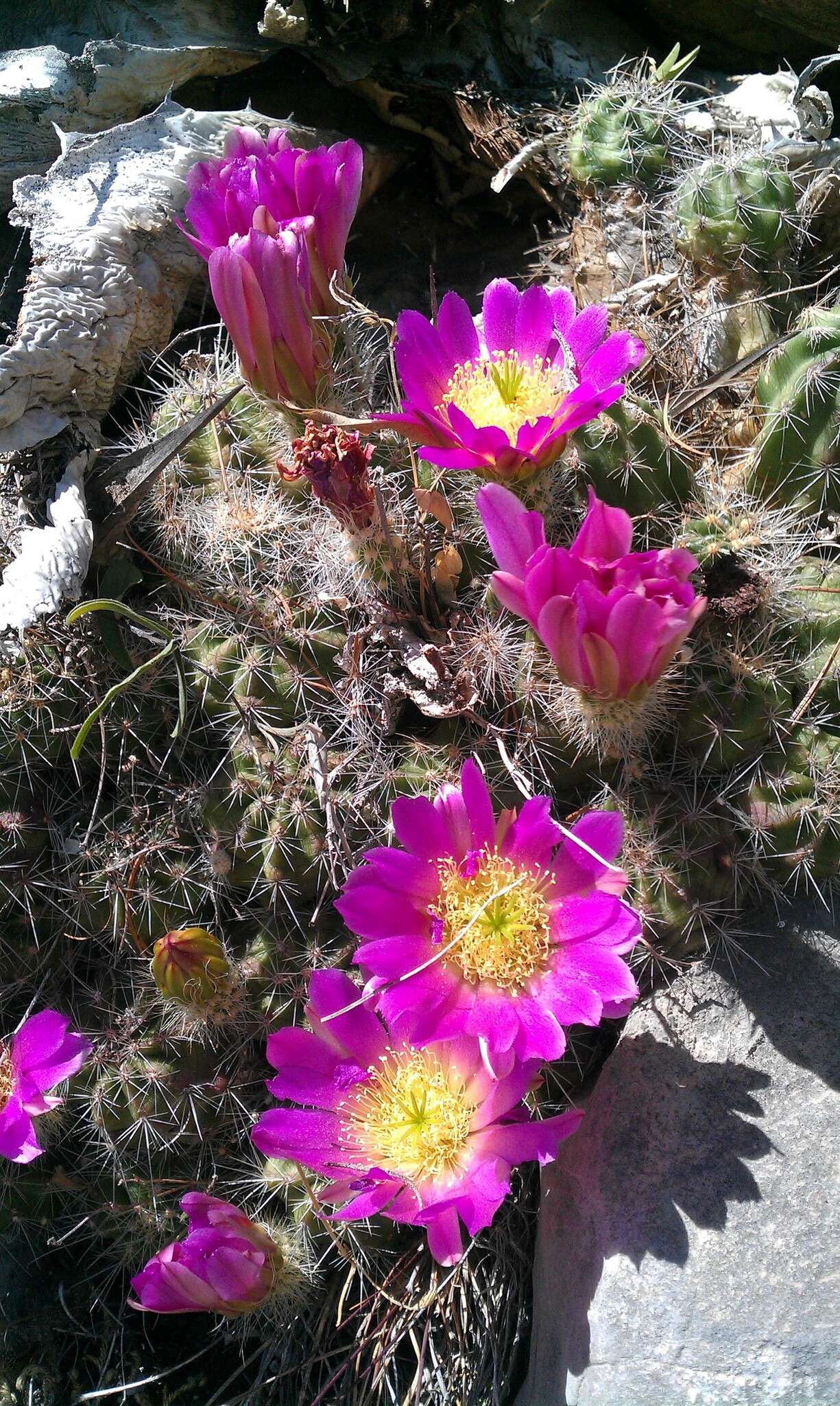 Image of Echinocereus parkeri subsp. parkeri