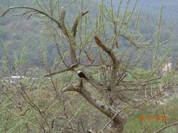 Image of White-collared Blackbird